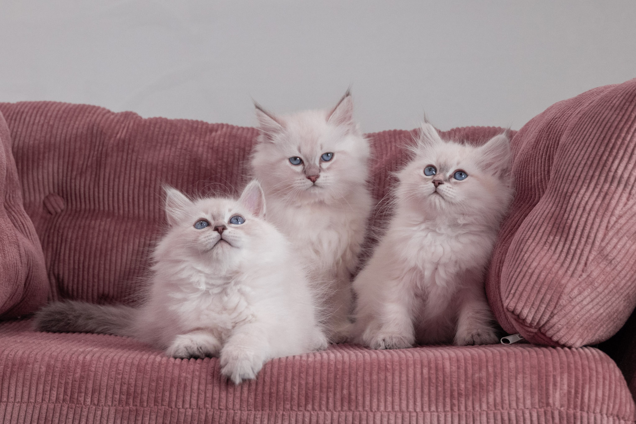 Oliver the Cream Silver with White Siberian kitten